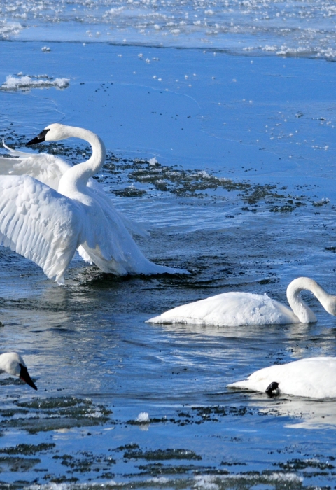 Seven Trumpeter Swans are seen wading in Icey waters. One swan has its wings outstretched like it may leap out of the water. 