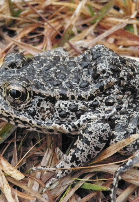 a frog sitting on the dry grass