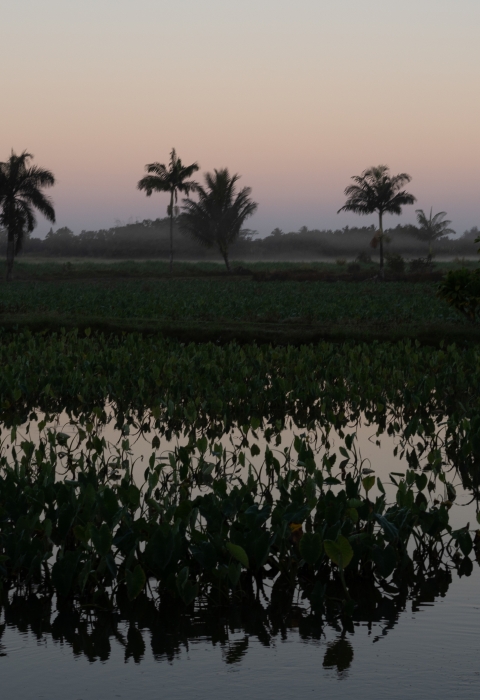 a wetlands pond just before sunrise. There are palm trees and a mountain silhouetted in the background. The sky is a muted purple fading into orange. 