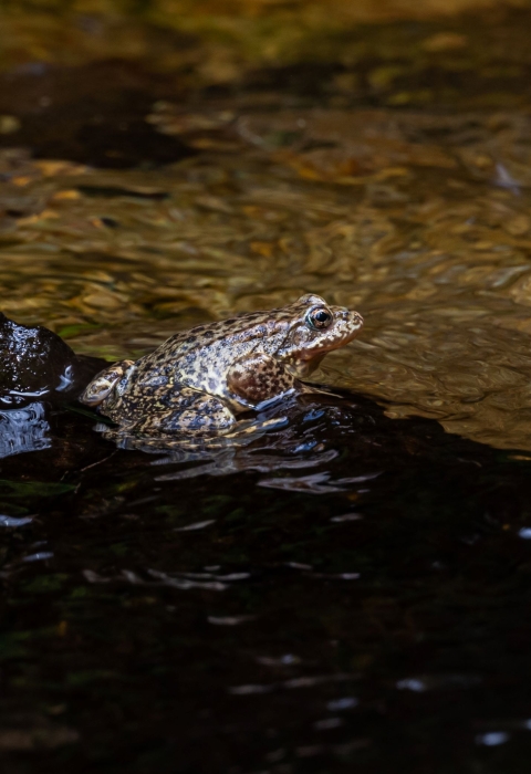 A tan and black speckled frog sits partially submerged on a rock in a clear stream