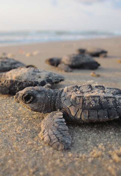 Kemps ridley sea turtle hatchlings on a beach