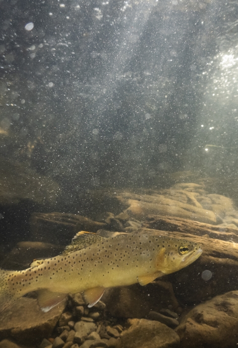 A close up underwater shot of an Apache trout swimming