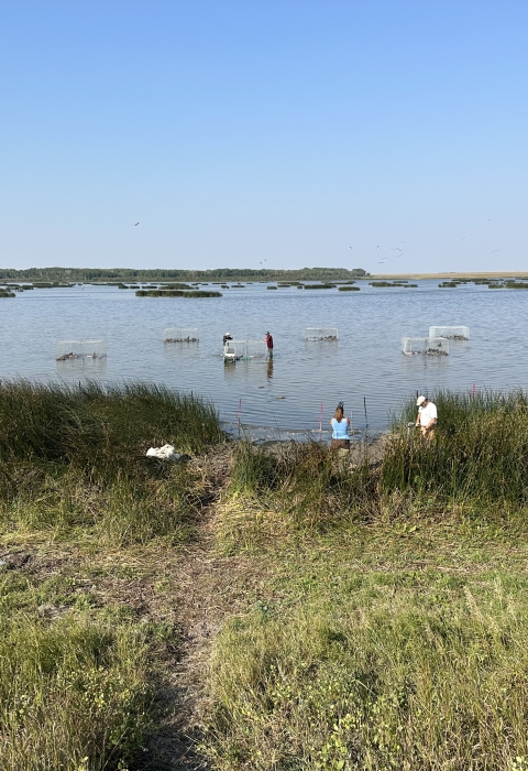 biologists setting swim-in traps in a wetland