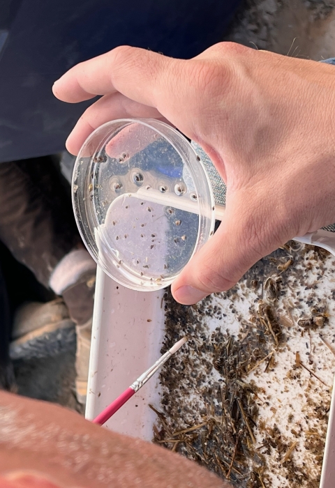 A biologists uses a fine paintbrush to sort through sand, and holds a petri dish with tiny snails.