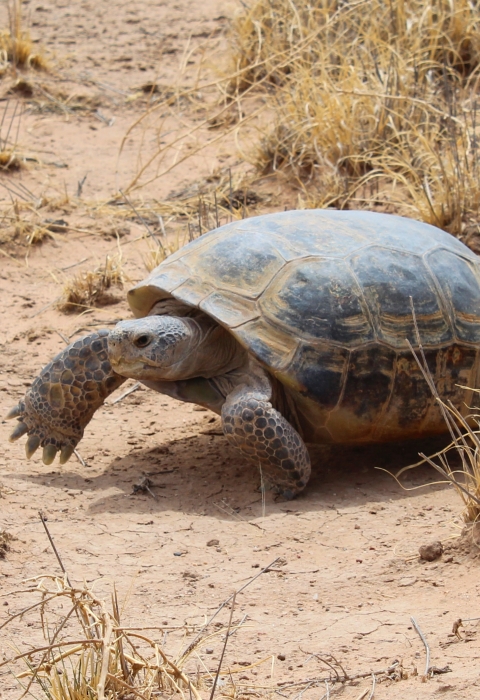 A large bolson tortoise walking on sand and grass.