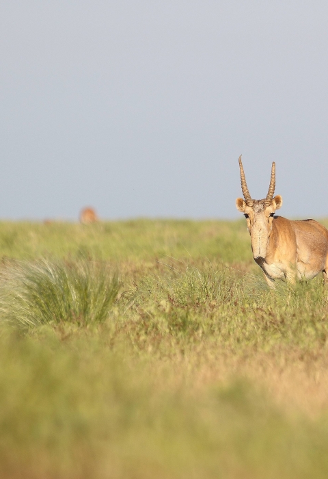 An adult male saiga antelope standing in a grassy area.