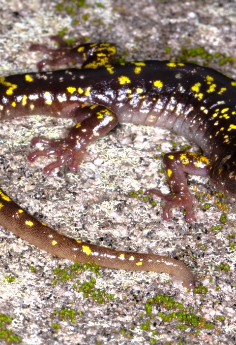 Brown salamander with yellow spots