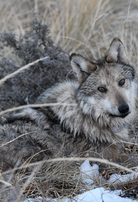 A Mexican wolf is seen laying on the ground in grass and snow