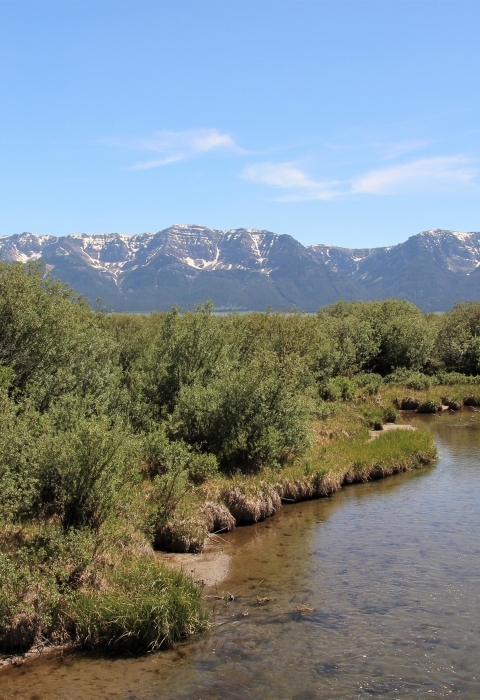 slow, shallow clear creek surrounded by willows with mountain range in background and blue skies