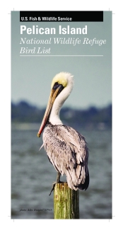 Pelican Island Bird list