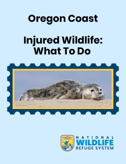 Wildlife Questions on the Oregon Coast 
