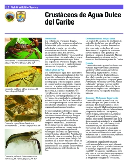 Caribbean Freshwater Crustaceans