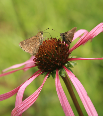 一朵花上有两只棕色的小蝴蝶，粉红色的长花瓣和深棕色的种子头。
