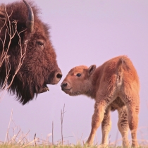 爱荷华州尼尔·史密斯国家野生动物保护区，一头毛茸茸的棕色野牛和小牛鼻子对鼻子站着。