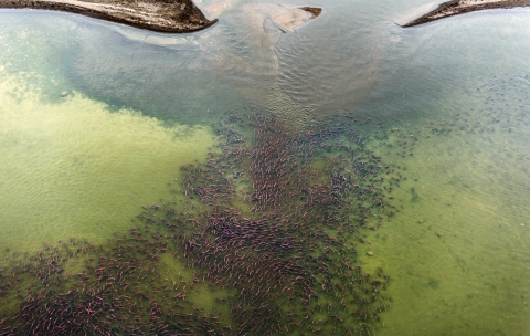red fish school by the mouth of a river, viewed from above.