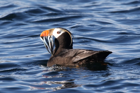 a black bird with white face and big orange beak with lots of skinny fish in its mouth