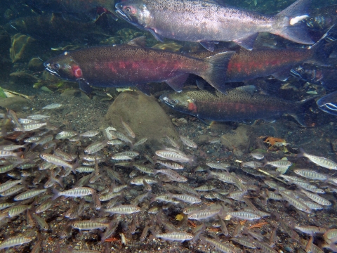 Coho salmon adults and juveniles