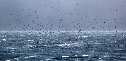 many birds flying over stormy water with dark skies