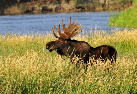 A moose stands in tall green and yellow grasses that hide the animal's legs