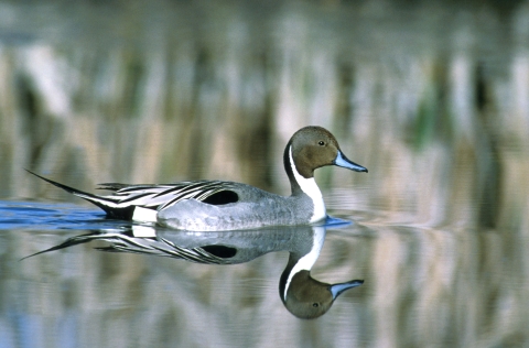 Northern pintail reflected in the marsh