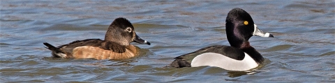 A pair of ring-necked ducks at Occoquan Bay NWR