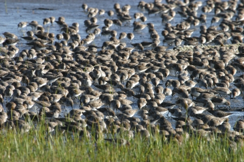A dense flock of birds feed in an estuary