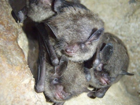 A picture of Indiana Bats, three small bats grouped together