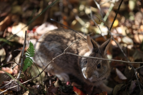 A picture of a New England cottontail rabbit, a small brow-gray rabbit surrounded by leaves and twigs