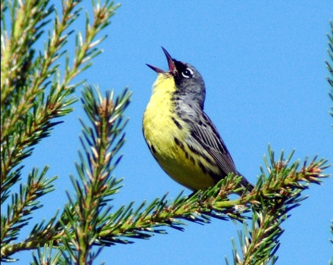 A Kirtland's warbler perched on a Jack pine branch sings