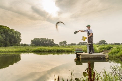 A worker tosses fish food into the air over a fish rearing pond.