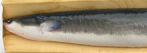American eel being weighed and measured