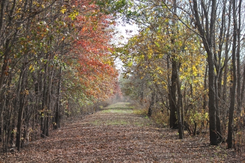 The nature trail at Clarence Cannon National Wildlife Refuge