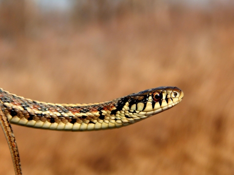 A garter snake in the air looking at the camera with only its head and neck. 