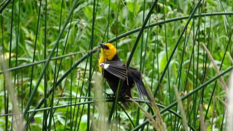 A yellow-headed black bird perched in some wetland plants.