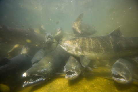 Tule Fall Chinook salmon