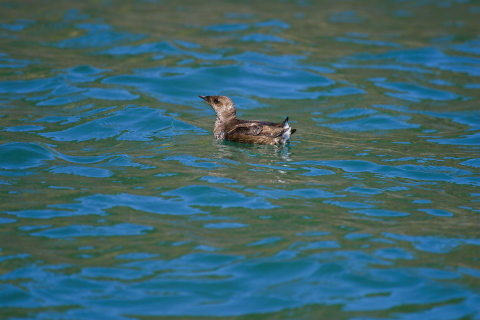 A gray water bird floats on top of blue and green water