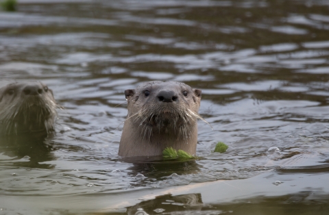 A brown river otter sticks out of the water near a rock and some branches with an inquisitive look