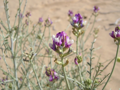 closeup of green plant with purple and white flowers