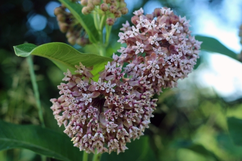 Common milkweed in bloom