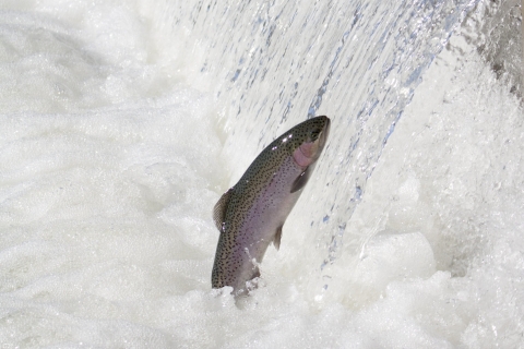 photo of a salmon jumping out of the water