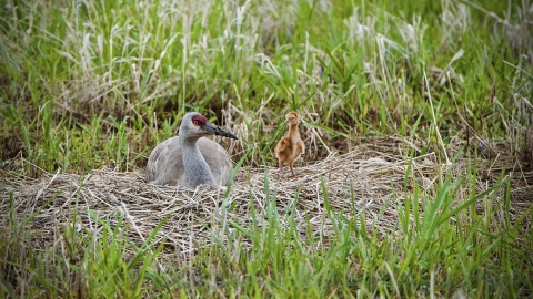 one adult crane and a baby crane in a nest in grass