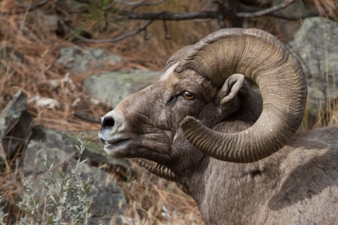The head of a bighorn sheep with big curly horns