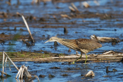 A gray-and-brown bird walking in a mudflat with its neck outstretched, as if the bird is looking for food