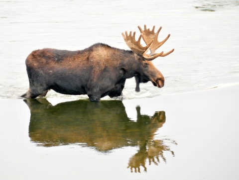 Bull moose wading in the water