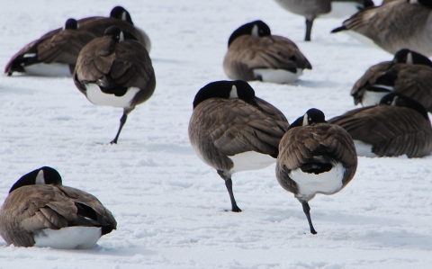 A group of Canada geese in the snow tucking their bills and one foot for warmth