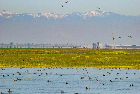 Distant, snow-capped mountains stand behind farms while dozens of ducks feed in a marsh in the foreground. 