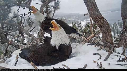 A nest camera captures bald eagles defending their nest from an intruding species on a snowy day