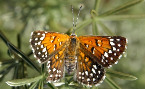 A mostly rust-colored butterfly with white-spotted black-and-brown on the fringes of its wings rests on a plant