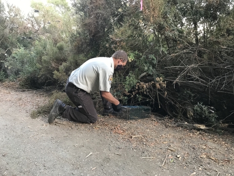 A biologist checks a trap under a bush for a live-captured riparian brush rabbit. The trap is empty