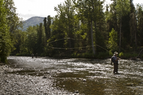 A man fly fishes in a river surrounded by fir trees with a mountain in the distance.